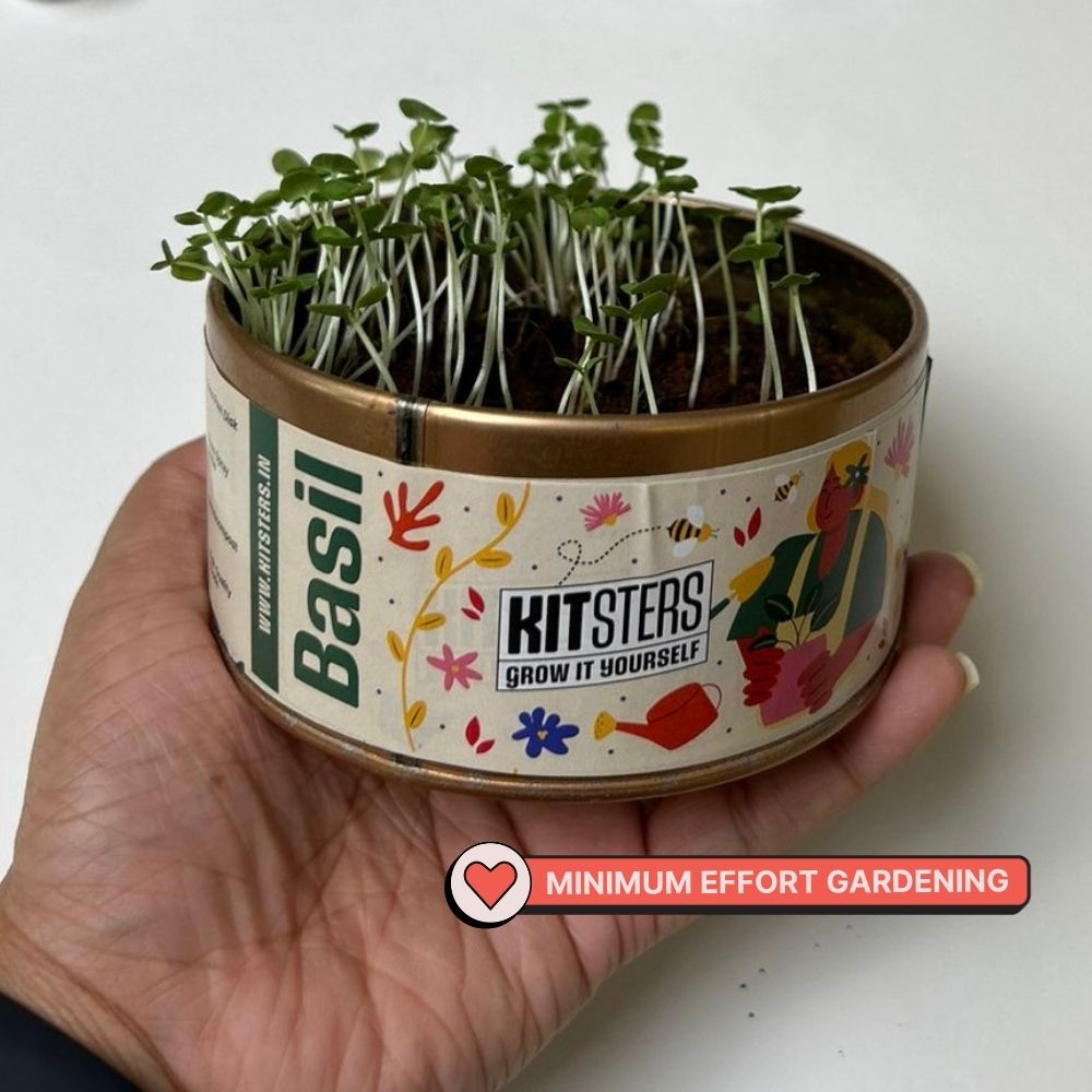 Grow in a Can - Pack of 4 (Basil, Cilantro, Fenugreek, Oregano)
