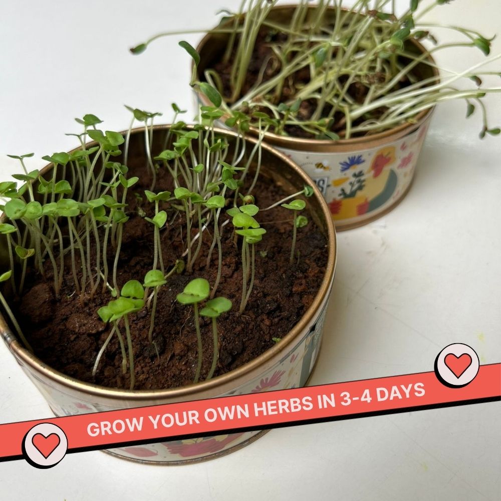 Grow in a Can - Pack of 4 (Basil, Cilantro, Fenugreek, Oregano)