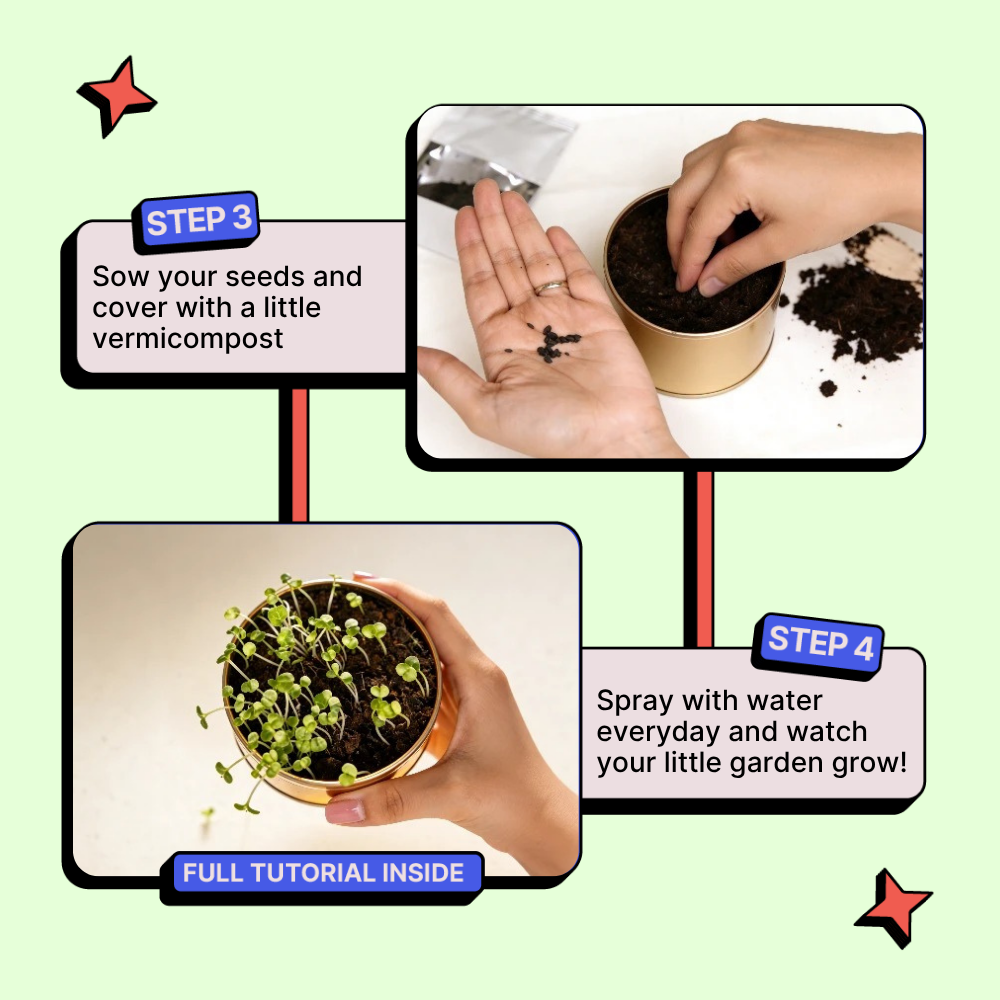 Grow in a Can - Cilantro